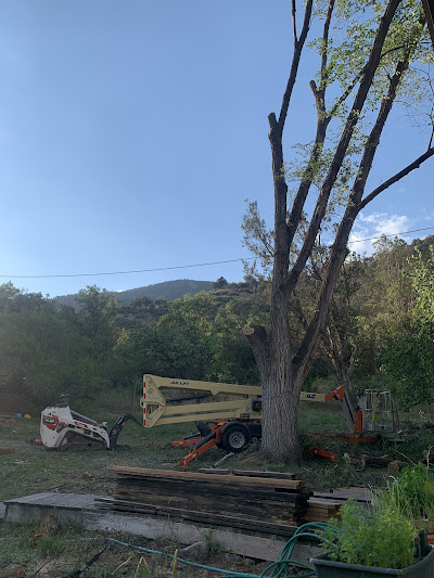 Bobcat and boom lift staged around a limbed-up cottonwood tree
