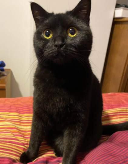 Pantera depois da recuperacao