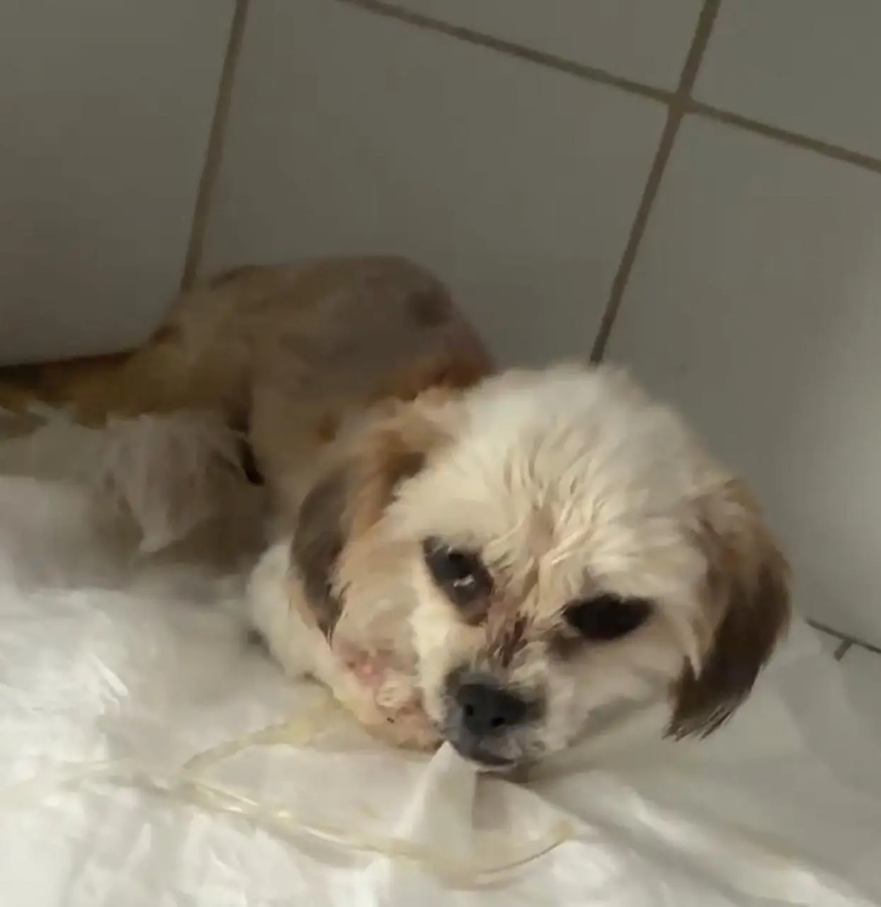 Pipoca depois da recuperacao