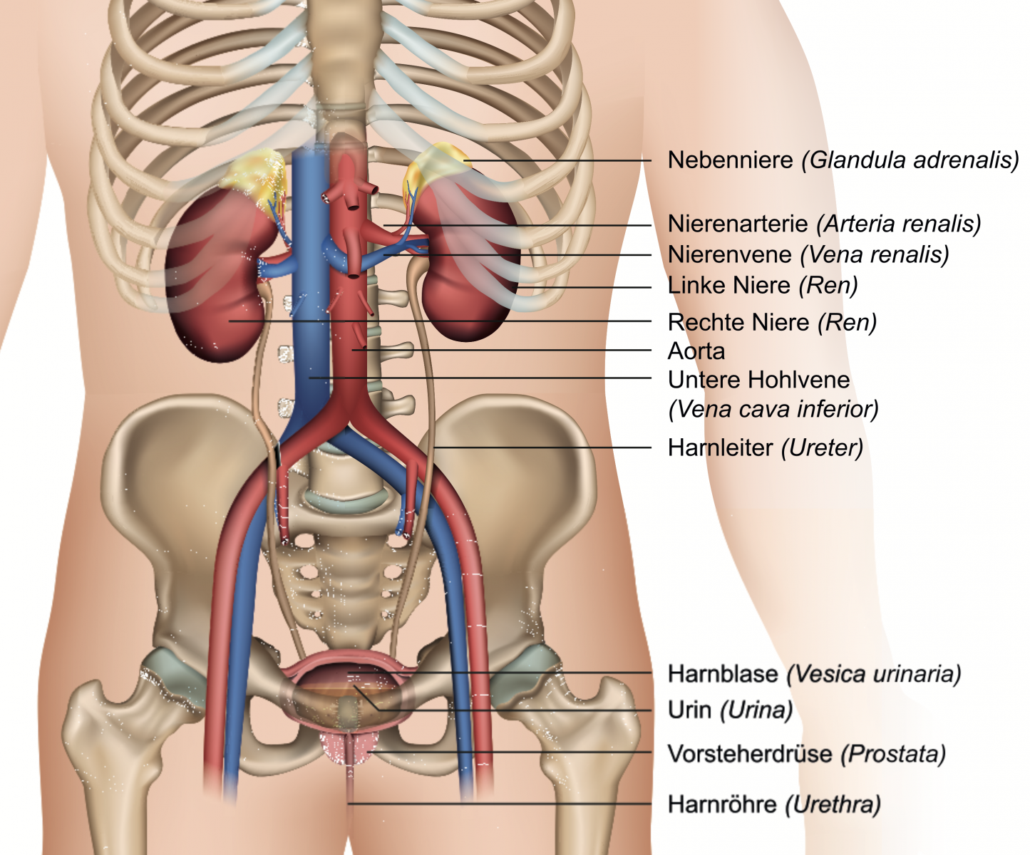 Anatomie du système rénal - Transplantation