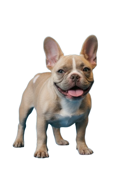 Happy, healthy dog with shiny coat after using Zectomed