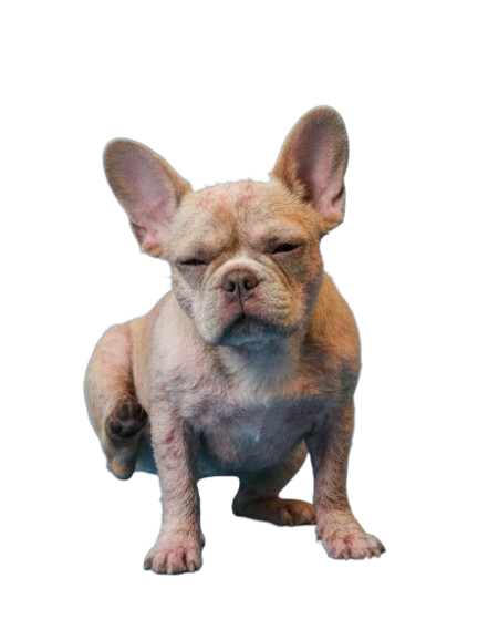 Dog showing signs of skin discomfort before Zectomed