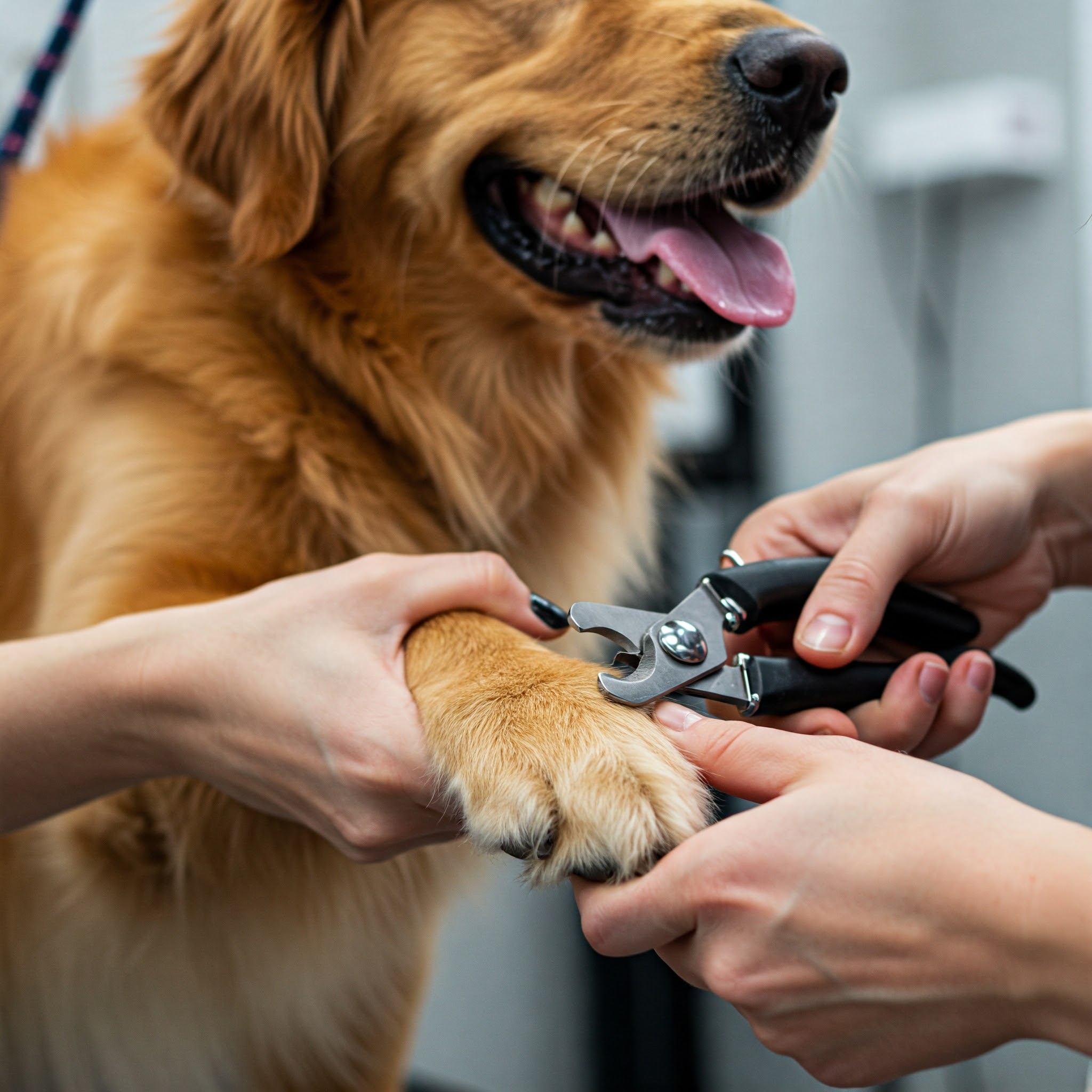 Nail trimming service