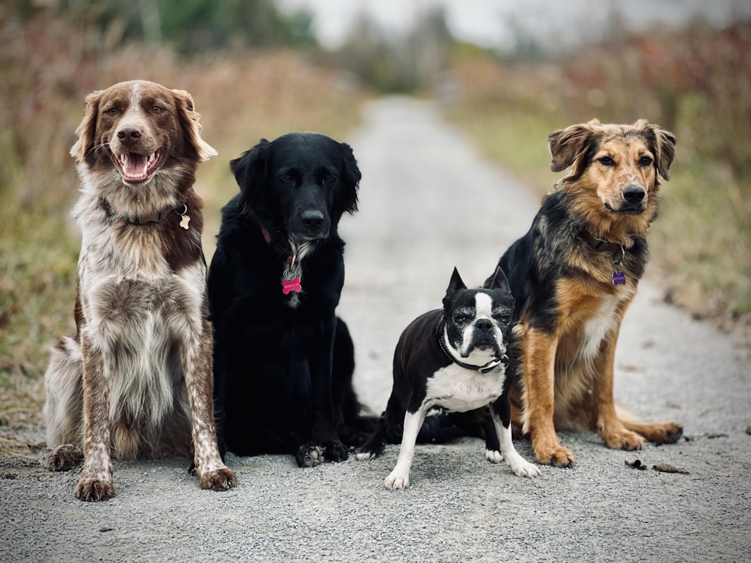 Dogs on a path