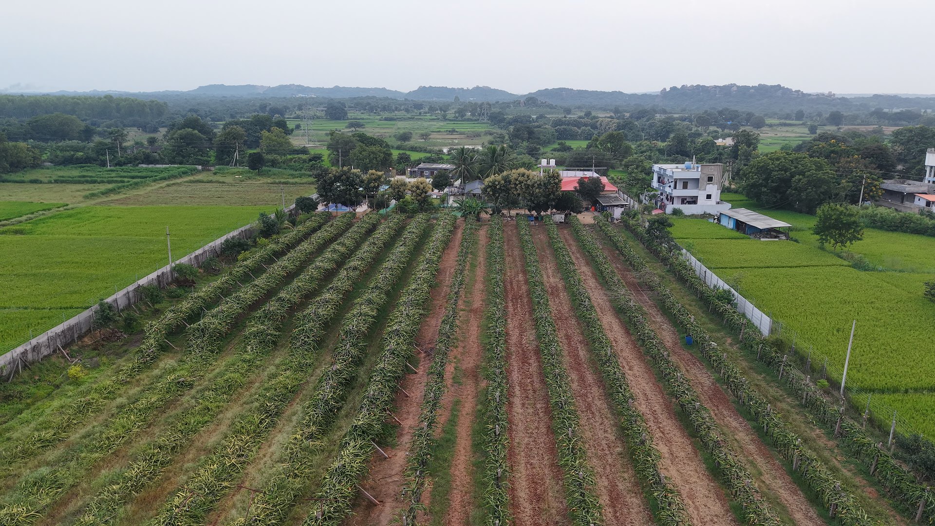 Dragon fruit rows across the V-Farms farmland
