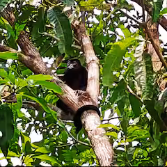 Mono descansando entre las ramas y hojas de un árbol