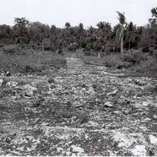 Gerodetes, steiniges Land mit Palmen im Hintergrund