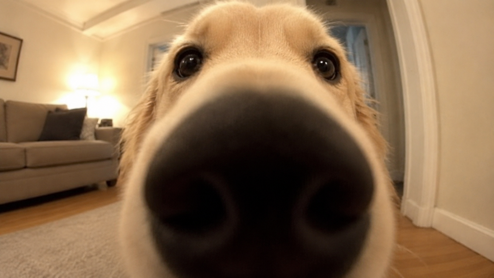 Dog nose close-up living room
