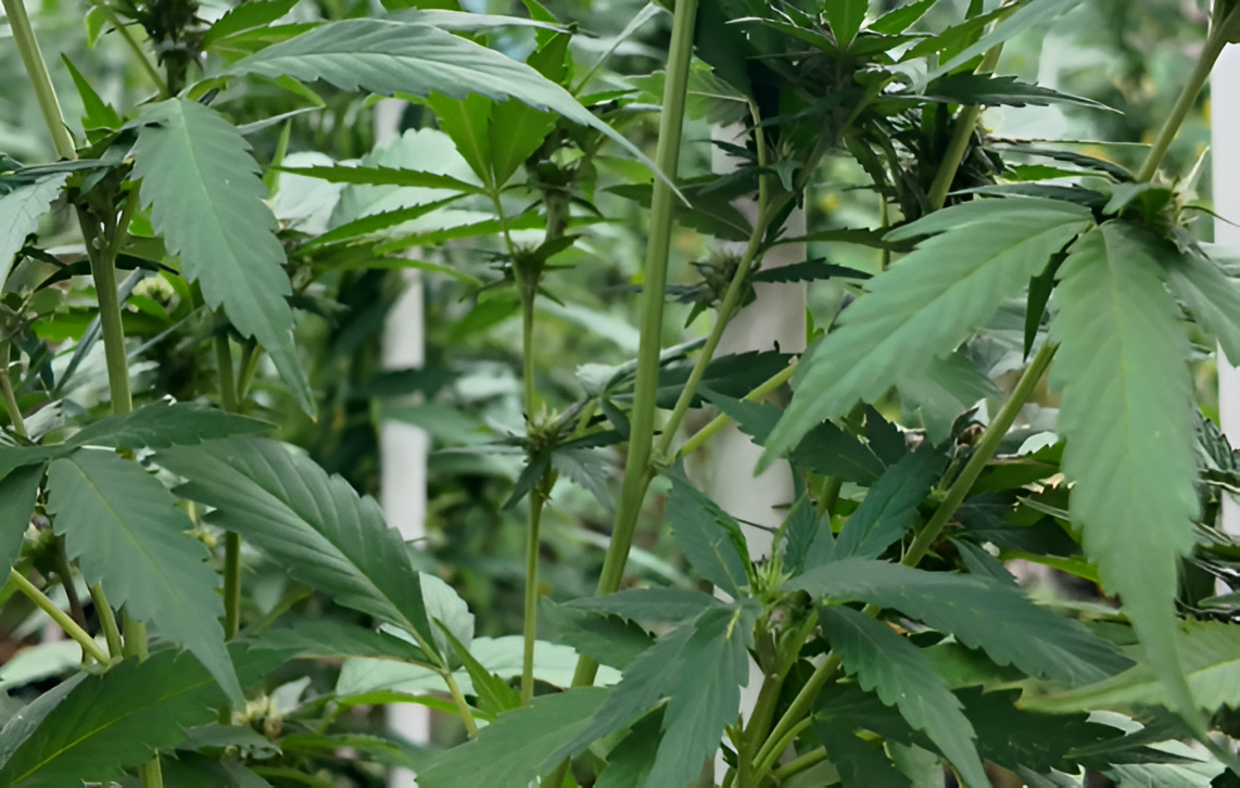 Rośliny konopi z bliska