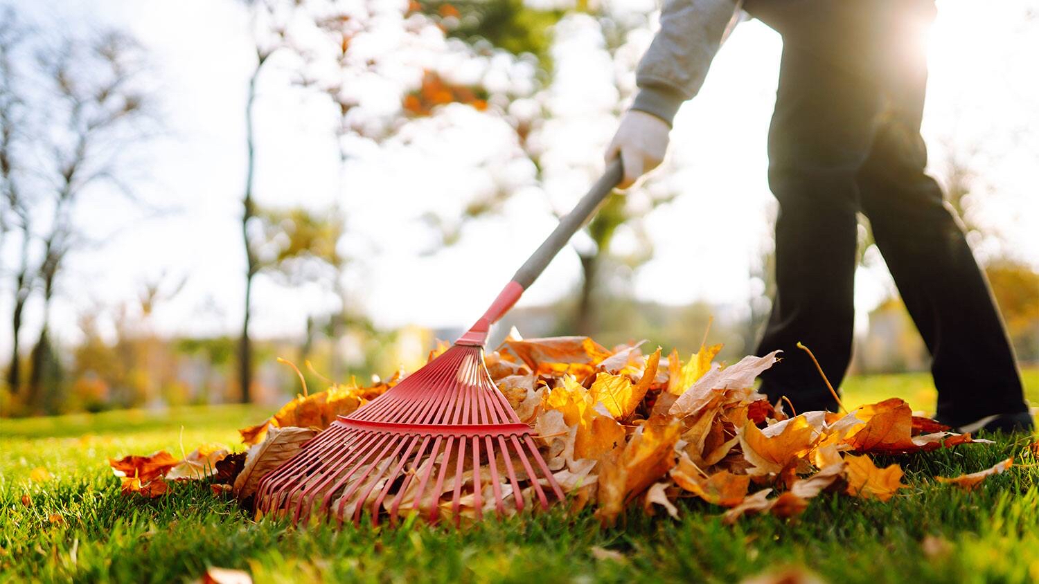Person raking fallen autumn leaves with a red rake during seasonal clean-up
