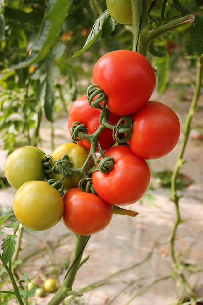 Organic Tomatoes