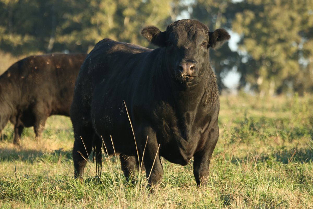 Toro Angus