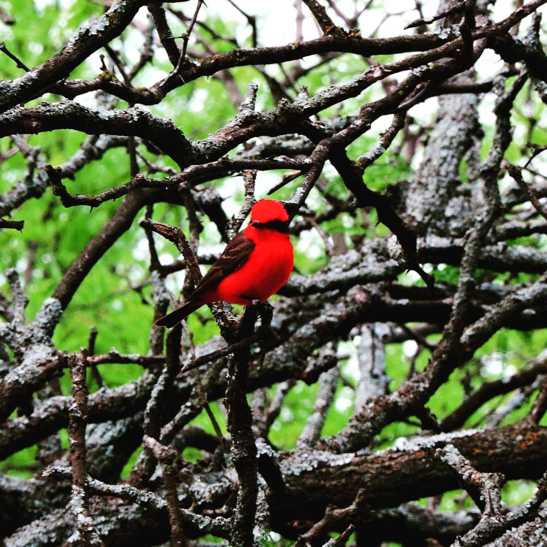 Beautiful red cardinal in Valle Daza's natural environment