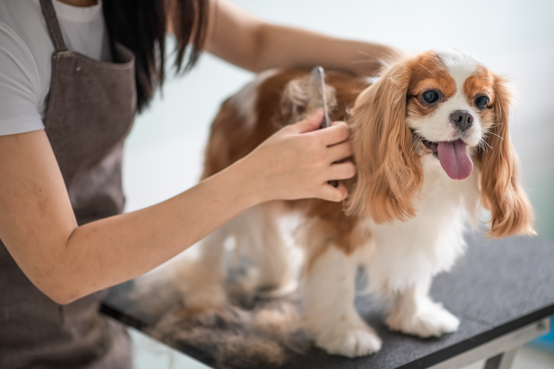 Full Groom Service - Professional grooming session