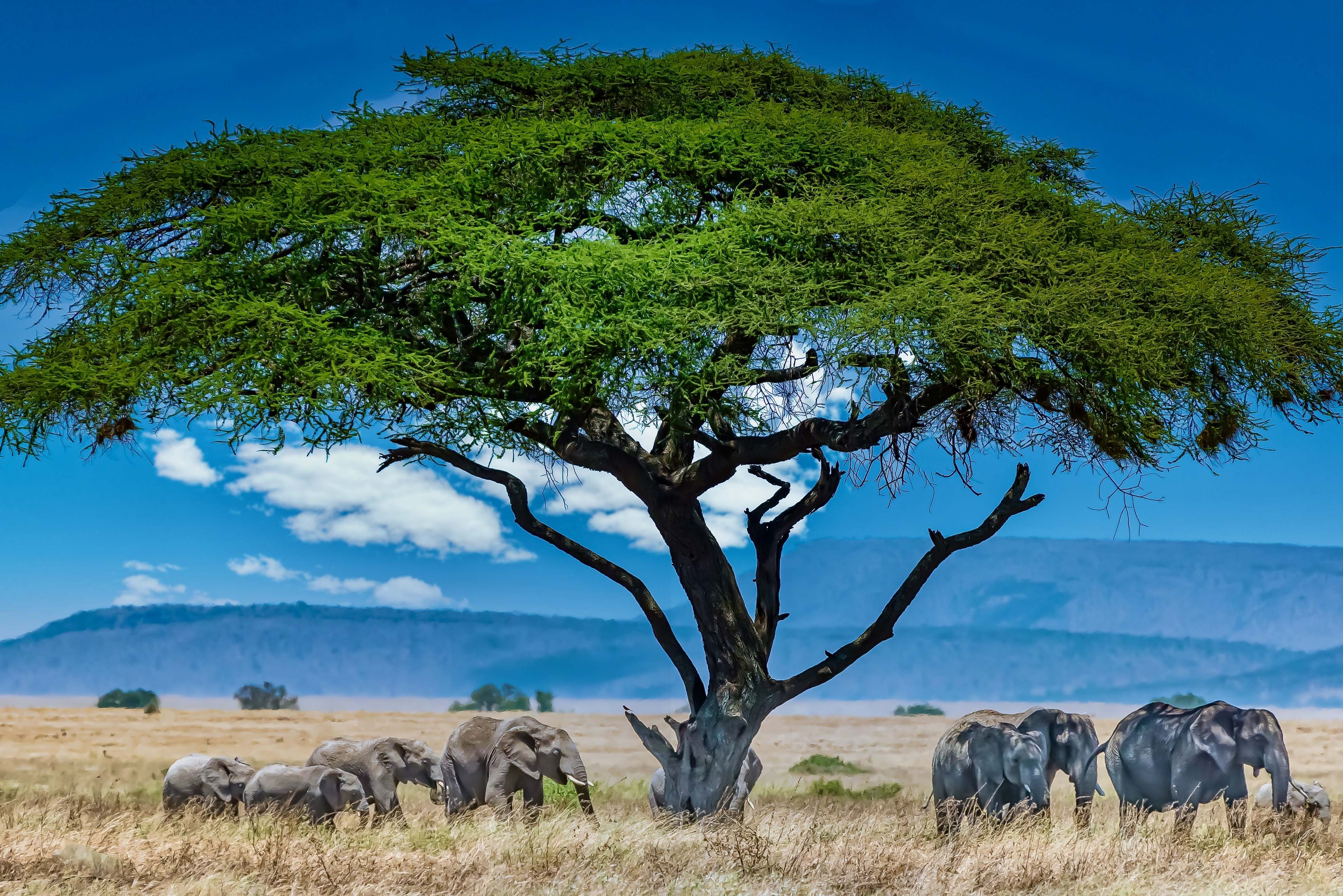 Elephants under acacia tree in African savanna