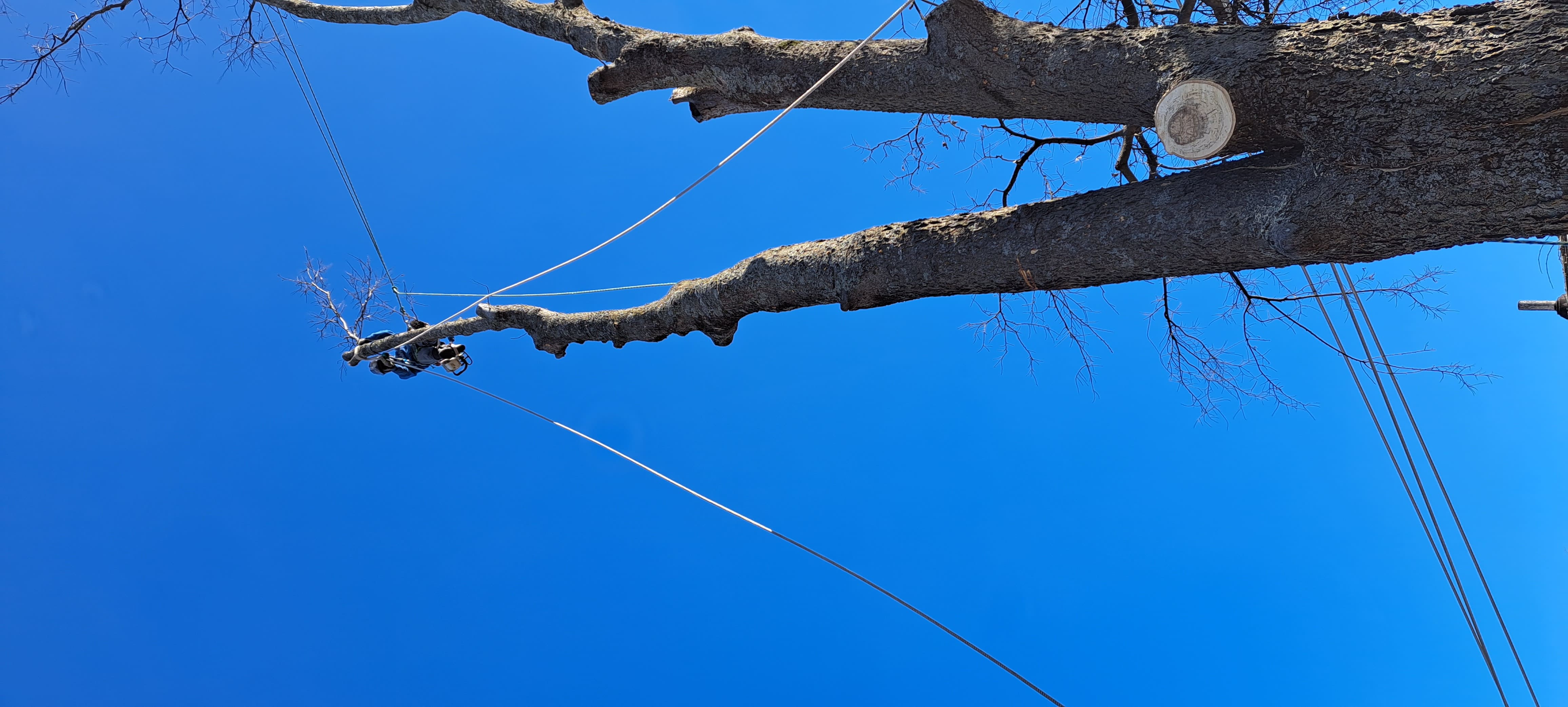 Professional tree removal Nashville - arborist at top of tall tree with ropes