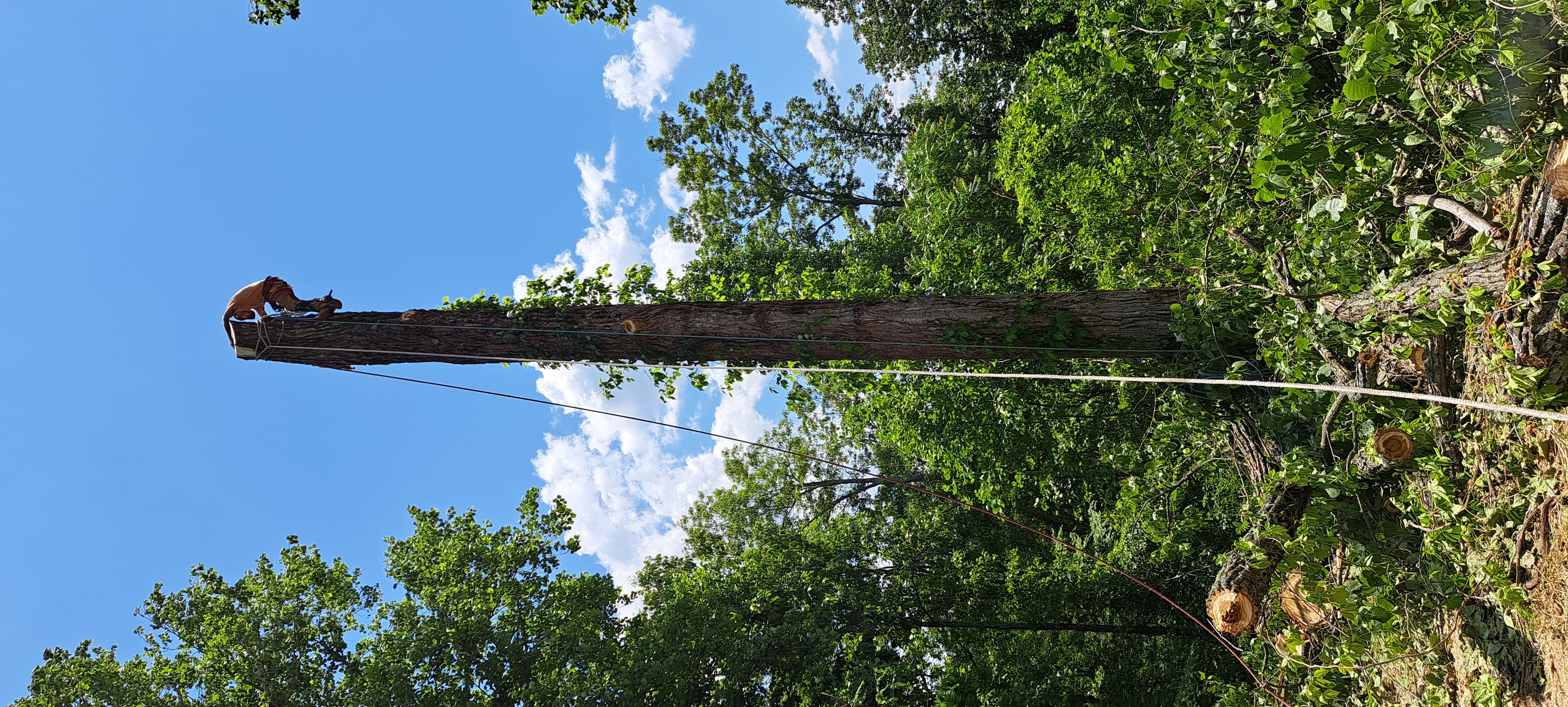 Tree removal service Nashville TN - tall tree trunk being cut down