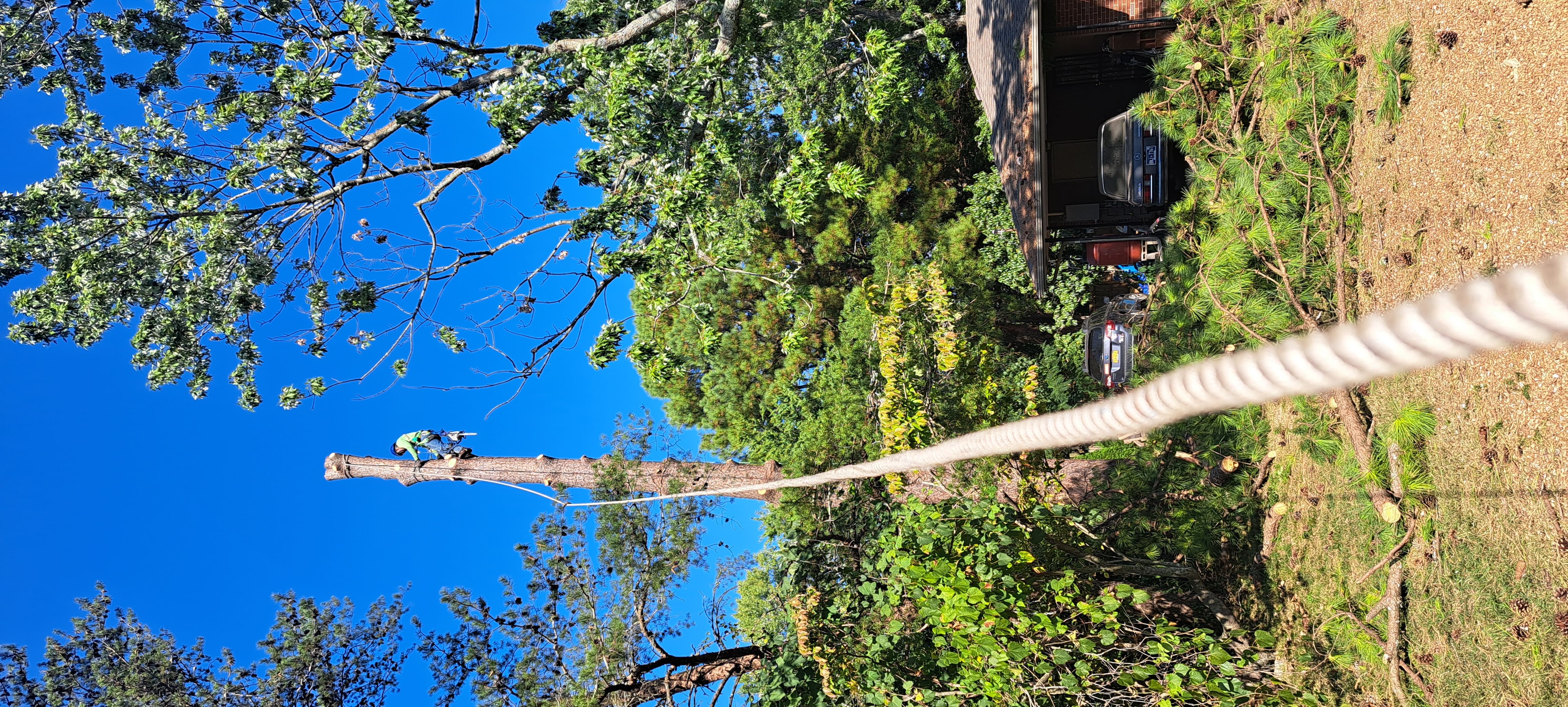 Expert tree removal Nashville - arborist climbing pine tree with rope system