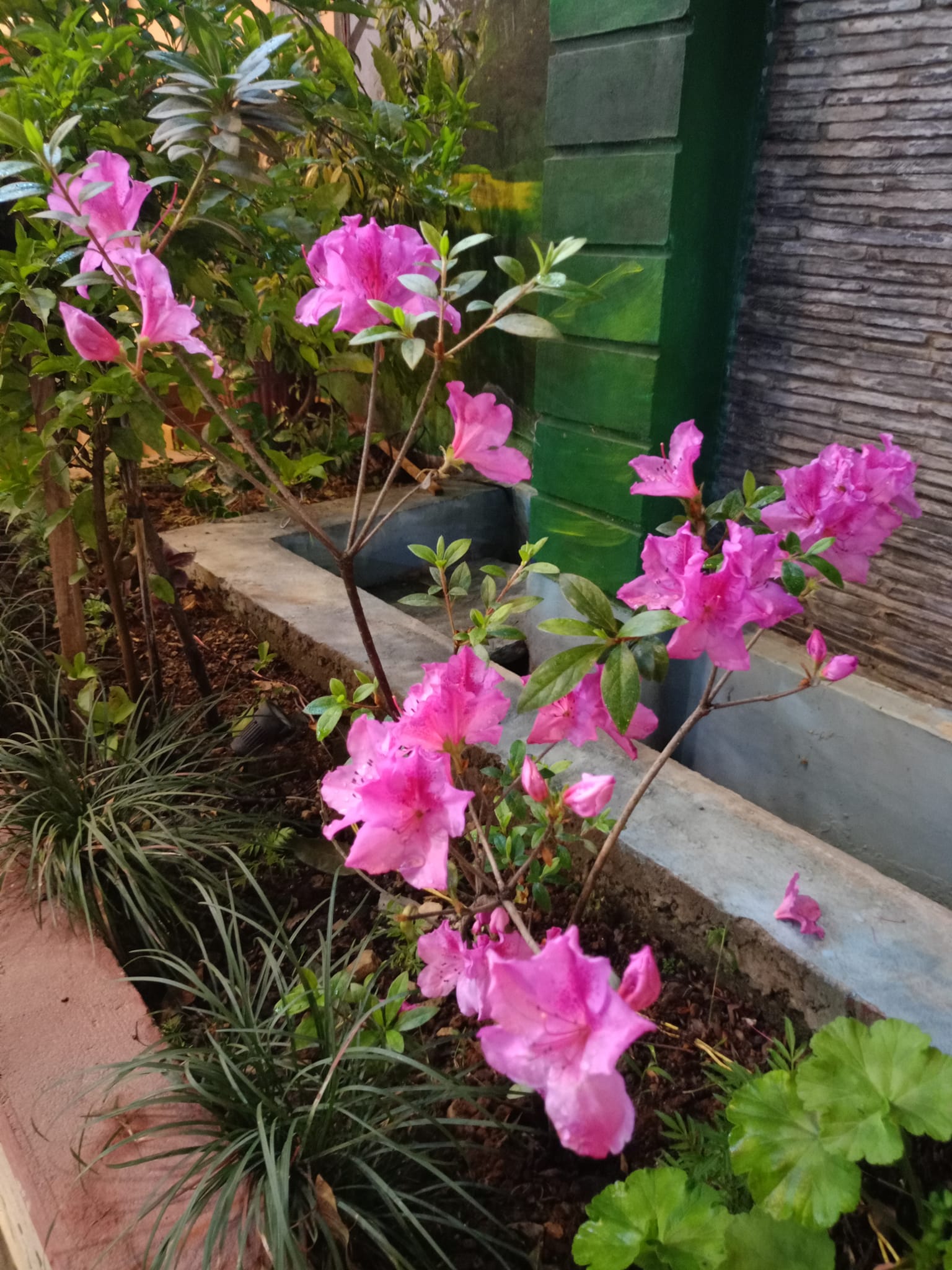 Garden Flowers