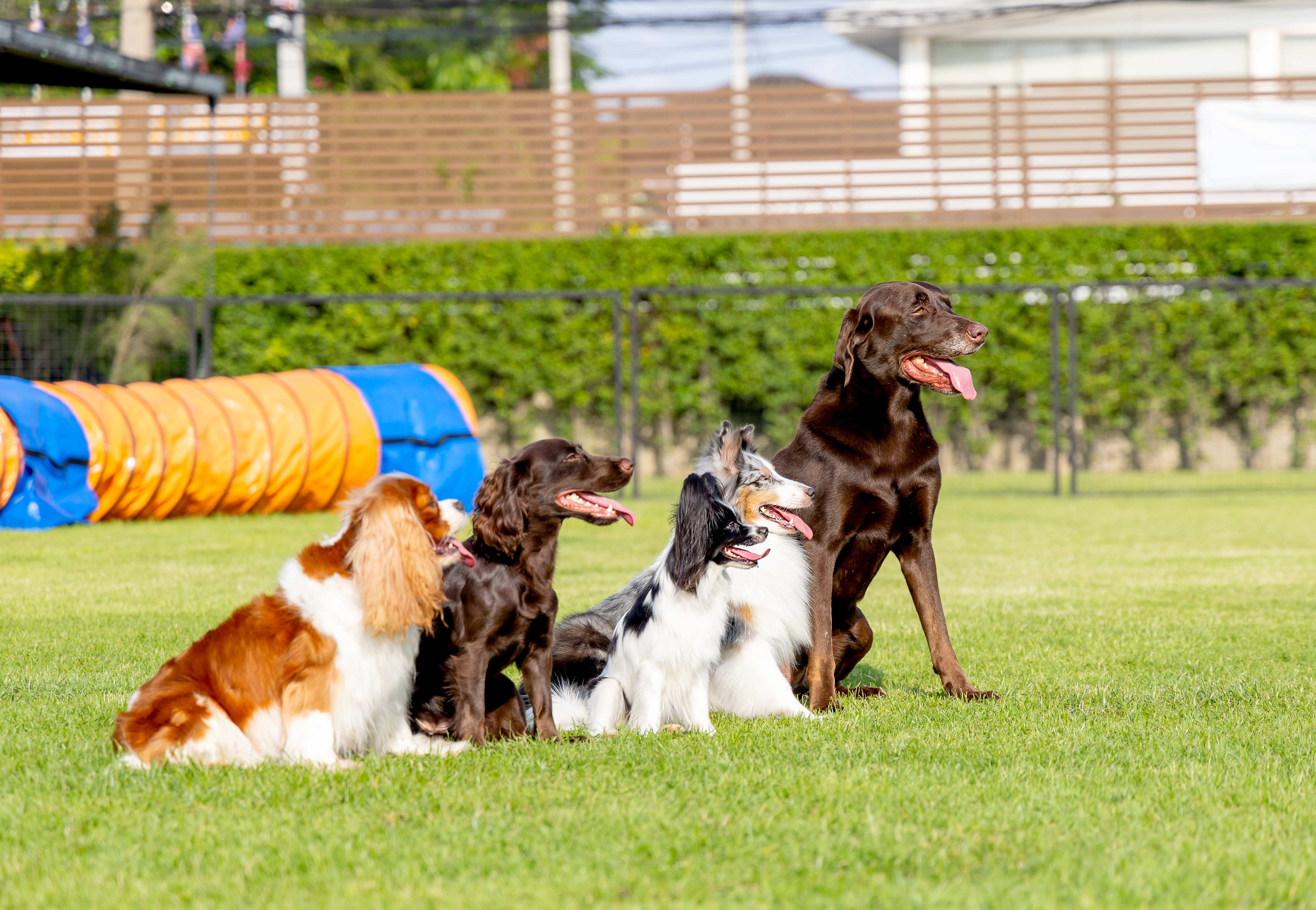 Four happy dogs sitting together on a grass field at a dog daycare facility