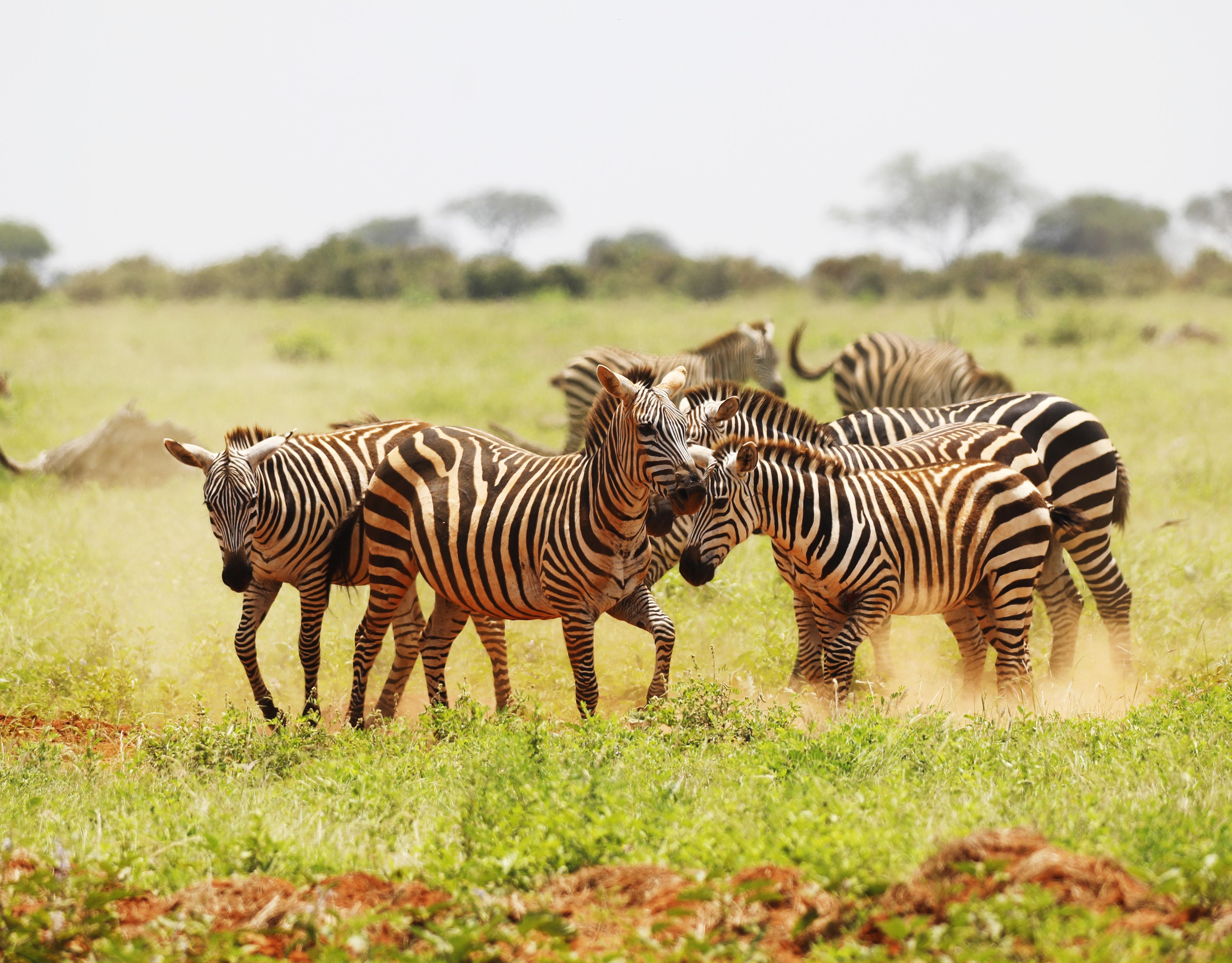 Serengeti
