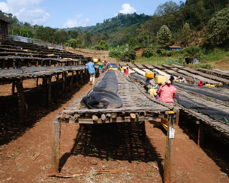 Warka Coffee processing at origin in Guji, Ethiopia