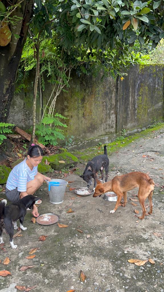Dog feeding