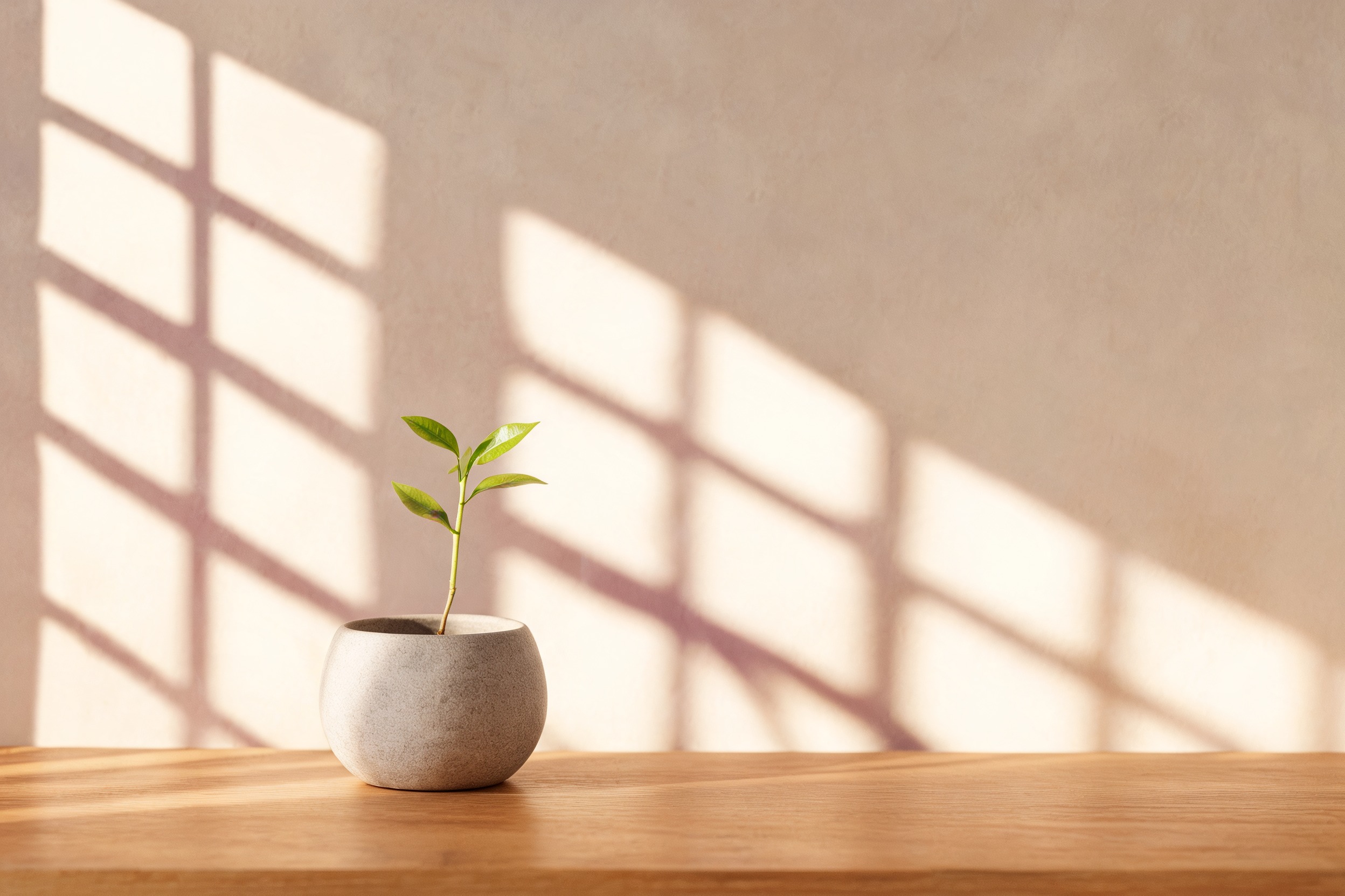 A small green seedling in a pot on a wooden table, warm window light behind