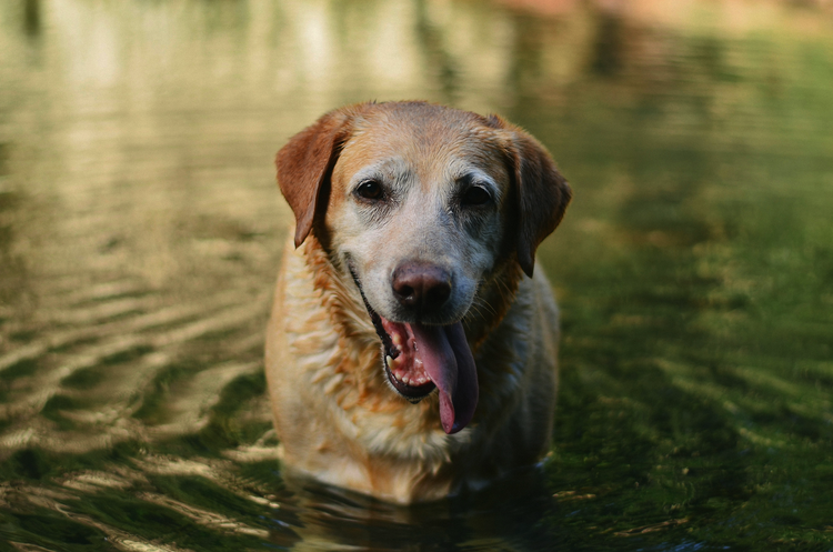 Understanding Tapeworm Treatment for Dogs