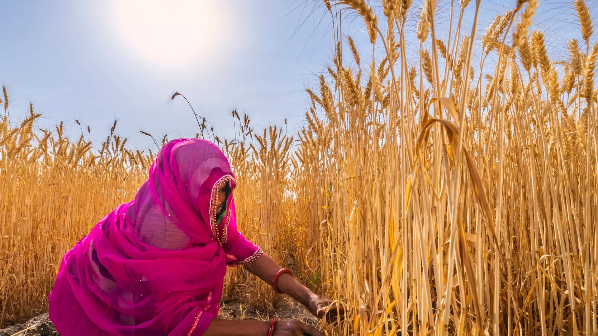 Indian agricultural commodities and spices