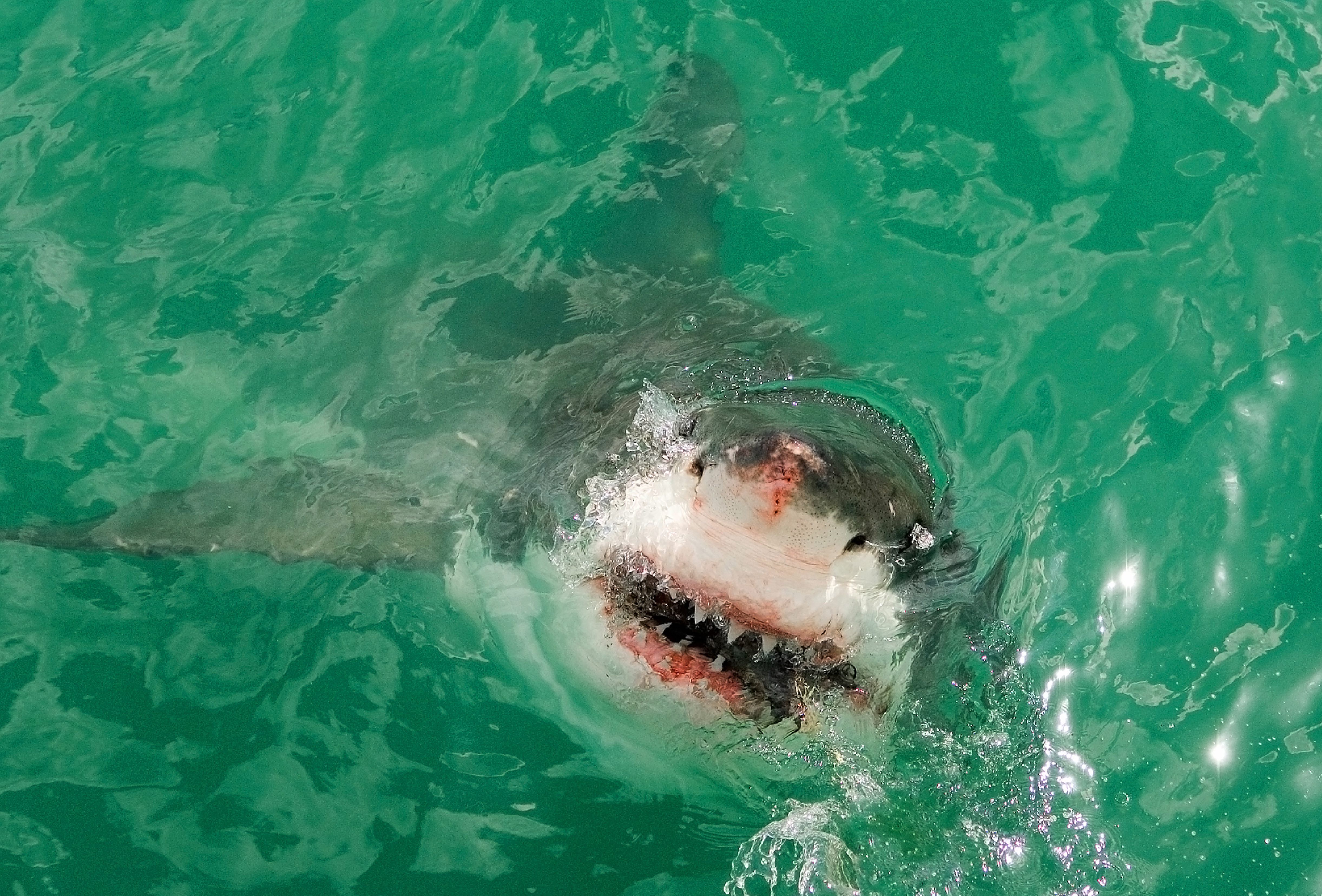 A school of sharks swimming through clear turquoise water beside a rocky shoreline