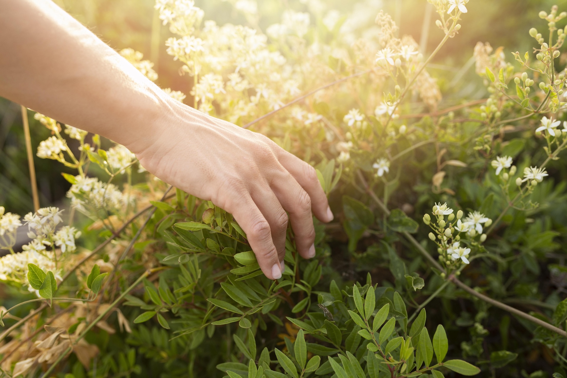 Natural wellness background