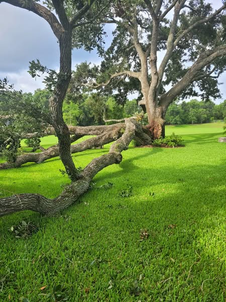 Large fallen tree requiring crane removal service