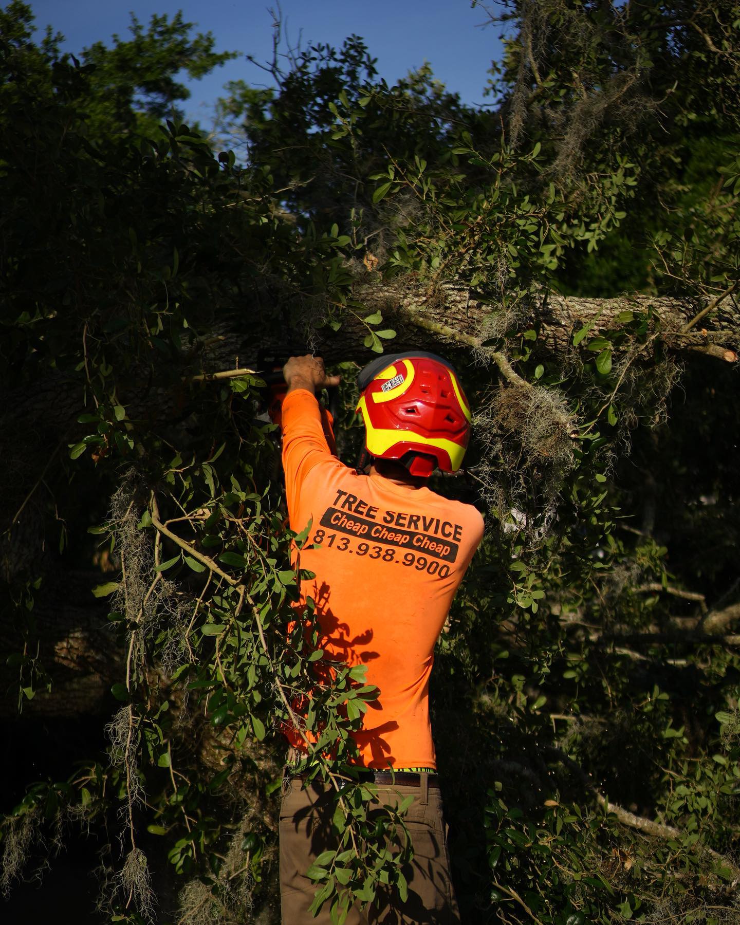 Heights Tree Service professional clearing dense vegetation