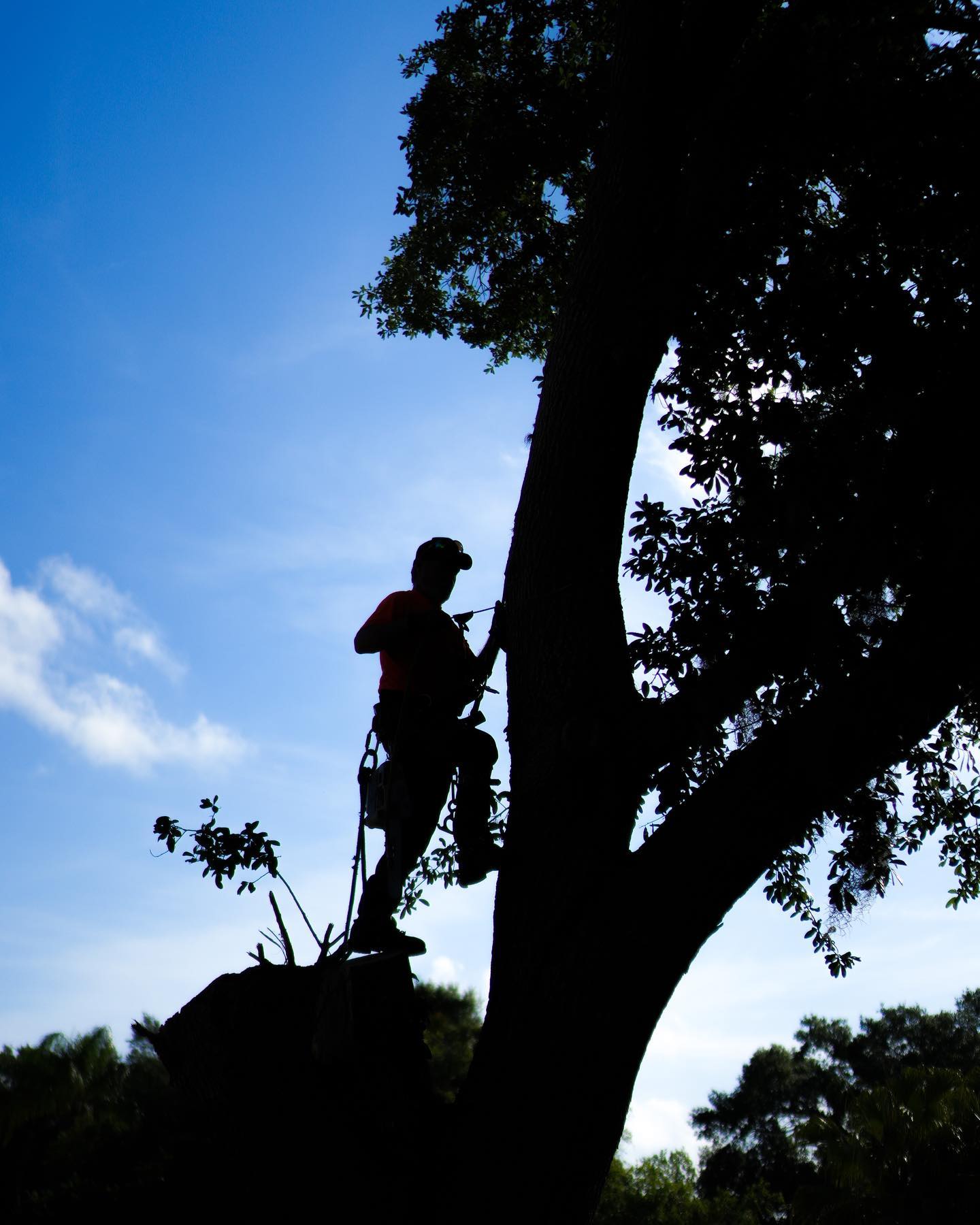 Tree service professional safely climbing a tall tree against blue sky