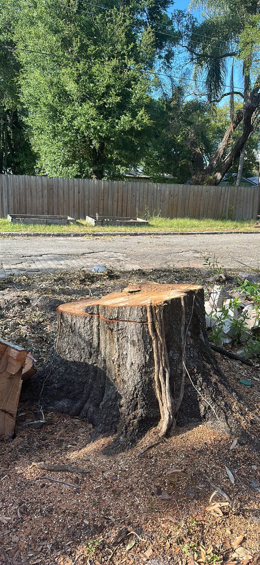 Large tree stump ready for grinding and removal