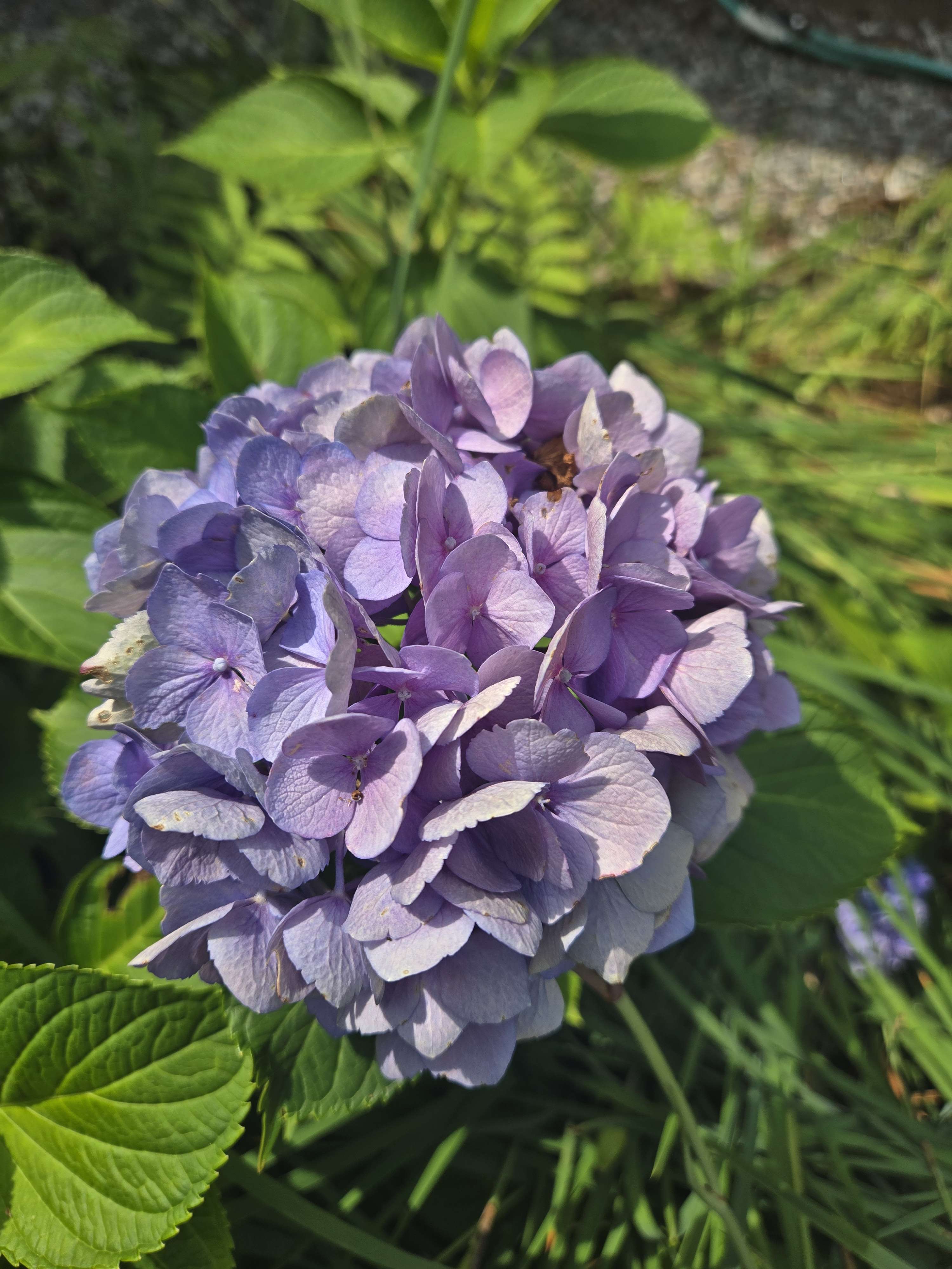 Divine Gardens hydrangea flowers