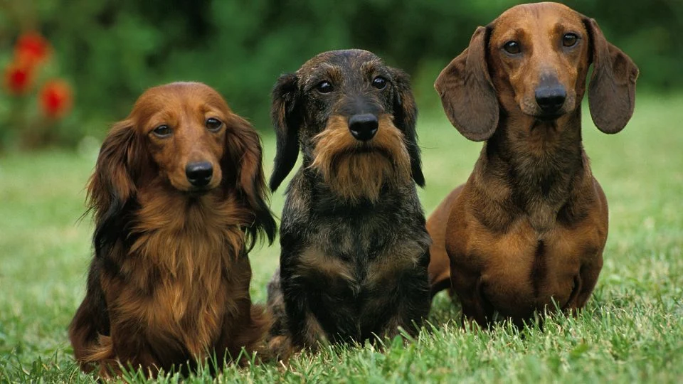 Teacup Dachshund Puppies: The Truth About Miniature Breeding
