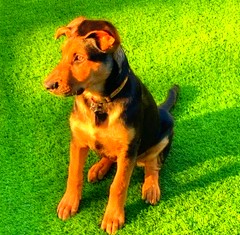 A rescued brown and black shepherd dog sitting on green grass.