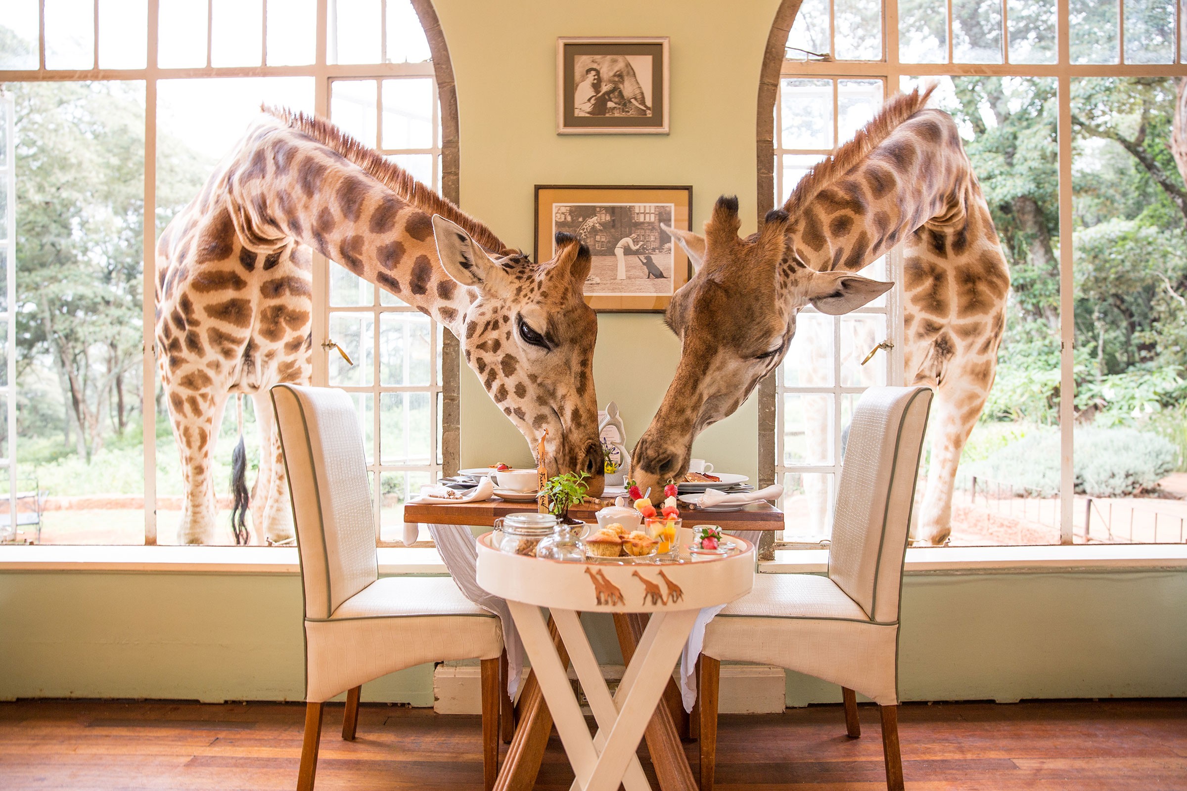 Giraffes gathered around a breakfast table in a sunlit African lodge
