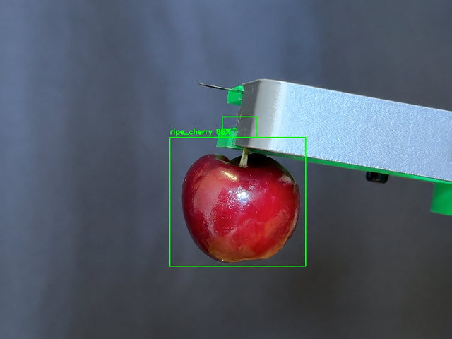 Cherry detection with ML bounding box showing ripe_cherry classification