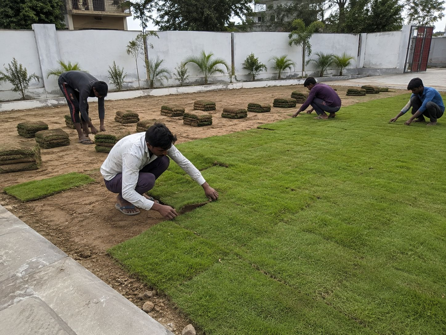 Professional turf laying