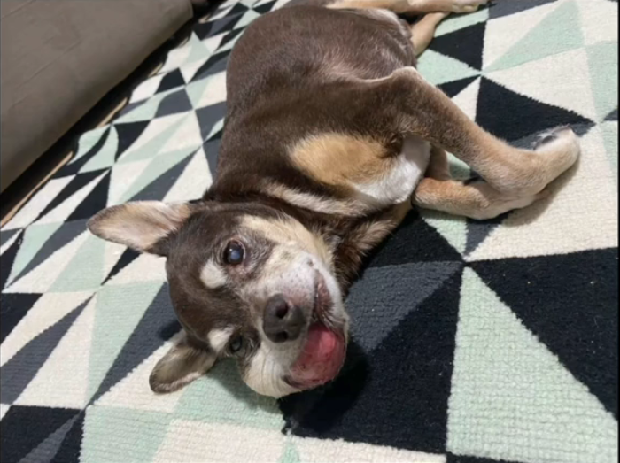 Thor - cachorro resgatado