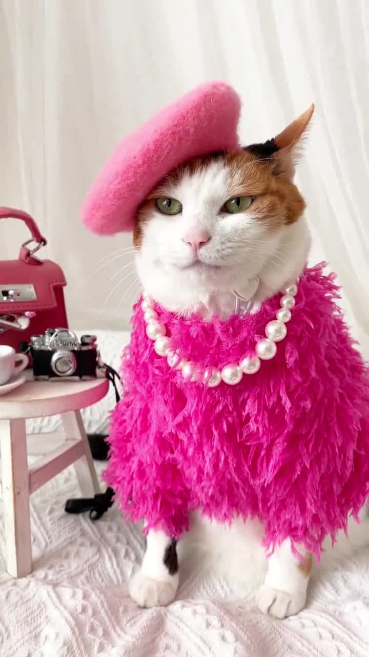 Pippa the Cat