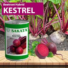 Sakata Beetroot Hybrid Kestrel