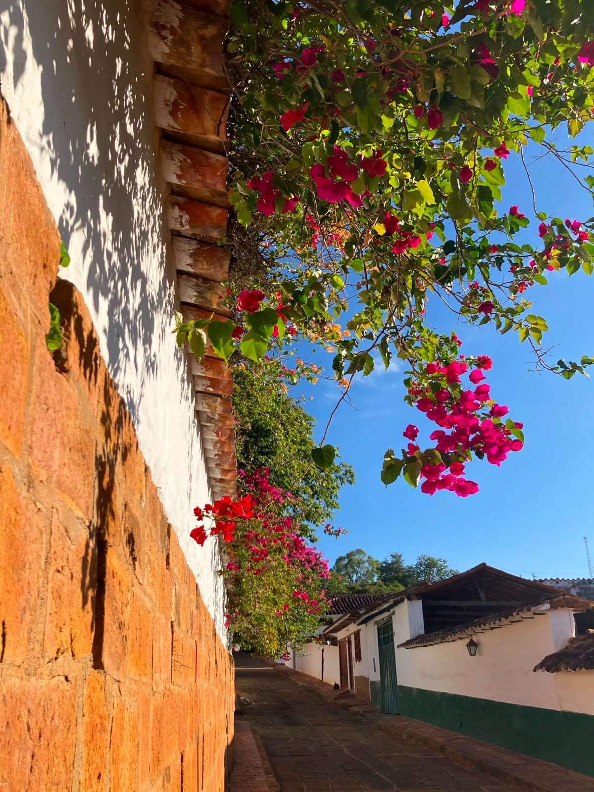 Calle de Barichara con pared de piedra y buganvillas rosadas y rojas floreciendo bajo el cielo azul