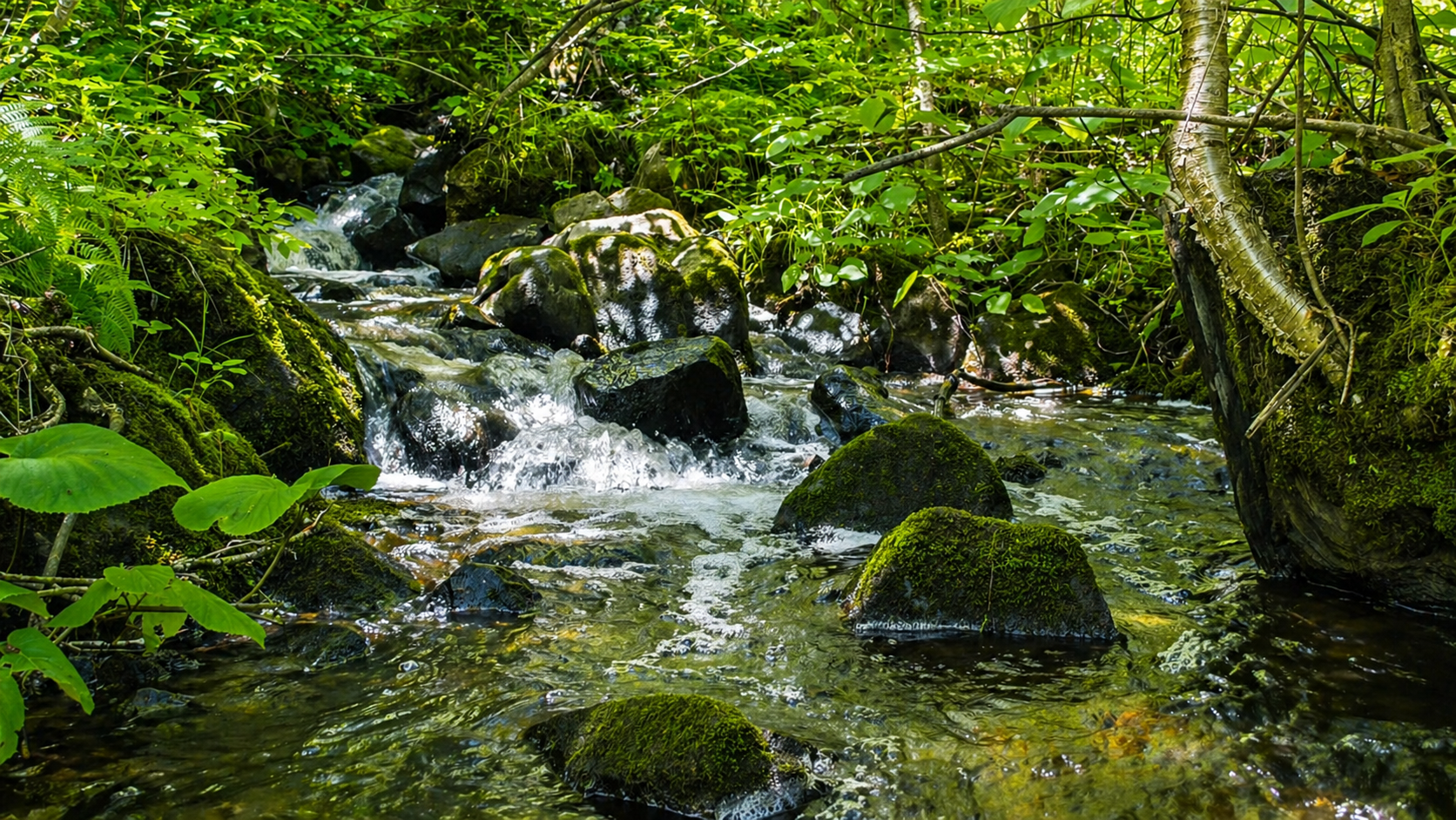 Ruisseau forestier avec petites cascades et rochers moussus