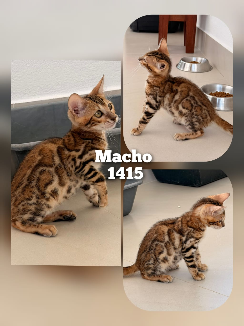 Filhote Bengal Bengal 1415