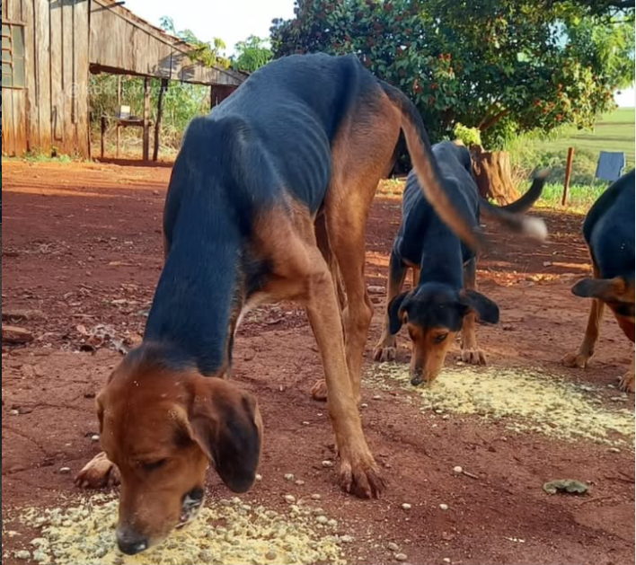 Cachorros magros sendo alimentados