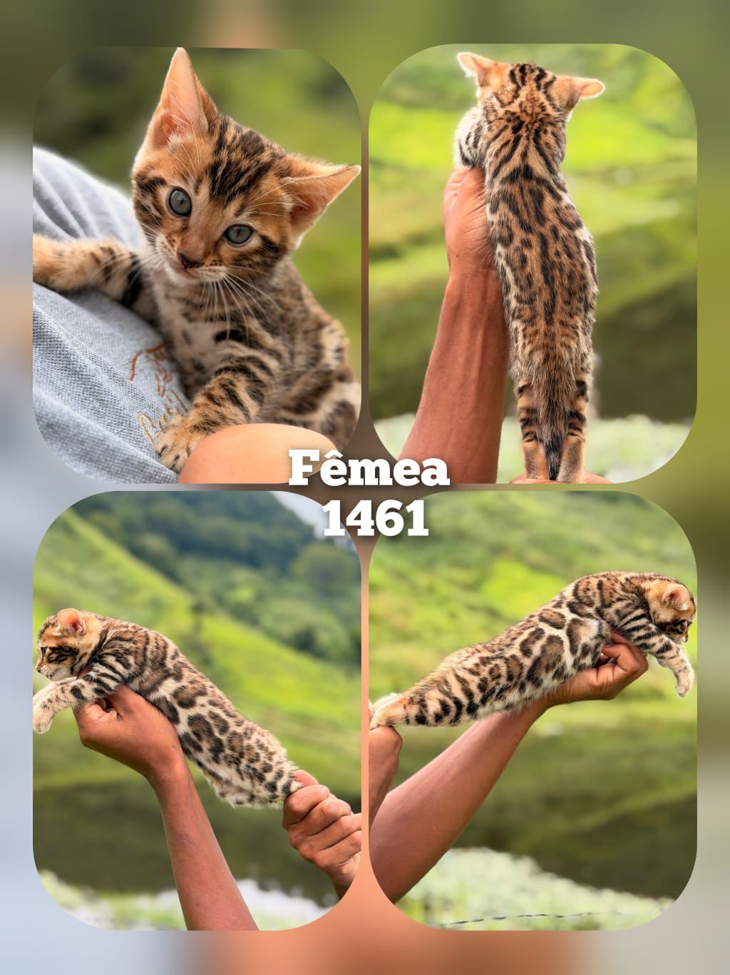 Filhote Bengal Bengal 1461